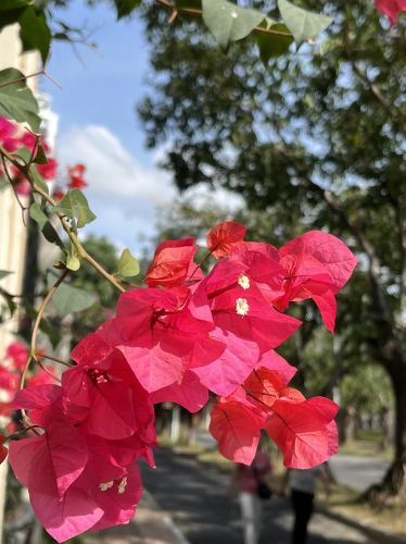 康辉旅游网<国内游>郑州出发厦门云水谣土楼、南普陀、厦门大学、双飞5日游纯玩0购物