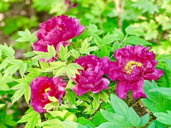 康辉旅游网<四季中原>深圳出发河南信阳+老君山+洛阳龙门石窟+赏牡丹花展+洛邑古城+登封少林寺双飞5天4晚跟团游，纯玩，特别安排1晚何家寨星空帐篷酒店