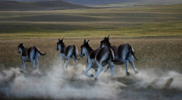 康辉旅游网<肯尼亚+阿联酋>广州双飞内罗毕10天8晚 20 人内精品小团，纯玩无购物 埃尔门泰塔湖+纳瓦沙=马赛马拉+谢赫扎耶德清真寺+沙漠冲沙 10天8晚纯玩团