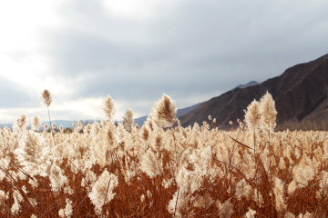 康辉旅游网<国庆云南>深圳出发昆明+昆明石林+丽江古城+玉龙雪山+蓝月谷+洱海生态廊道+双廊古镇+南诏风情岛+束河古镇，双飞往返一动6日跟团游