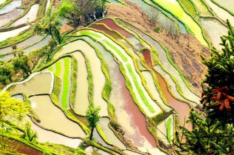 康辉旅游网青岛往返 <春暖花季 滇东南摄影>云南昆明 、建水、元阳、蒙自、泸西、弥勒、罗平双飞6日