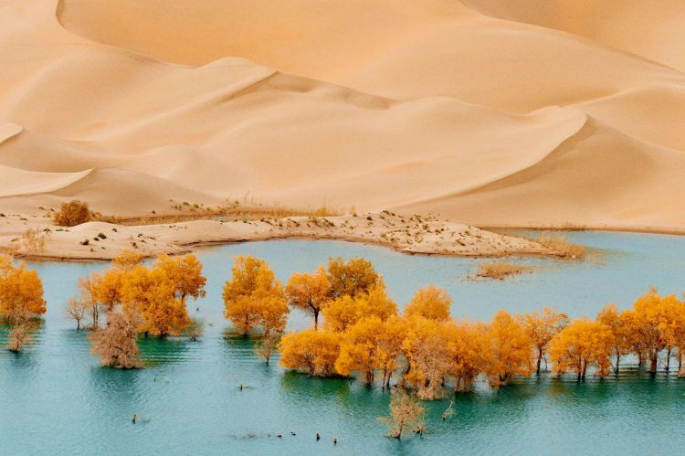 康辉旅游网南疆全景 千年胡杨