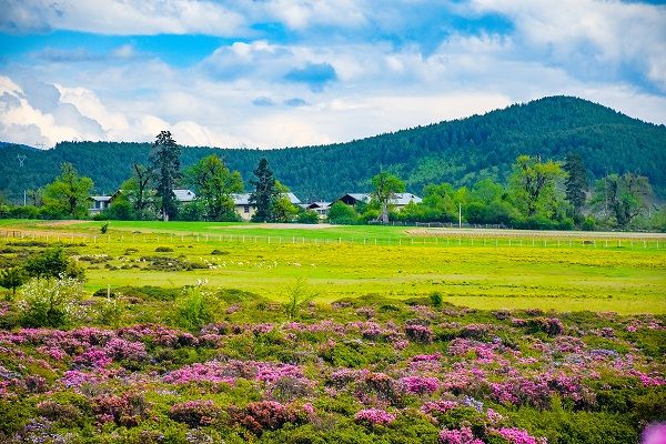 康辉旅游网【茶香·景迈山】版纳野象谷、星光夜市、普洱景迈山、老达保音乐小镇双飞六日