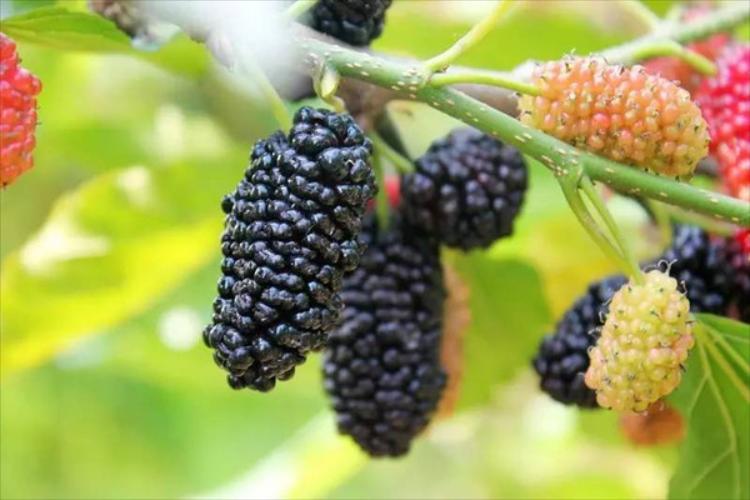 康辉旅游网<精.休闲>广州往返.罗定摘果·泡野温泉.长岗坡渡槽.灵山寺2天游