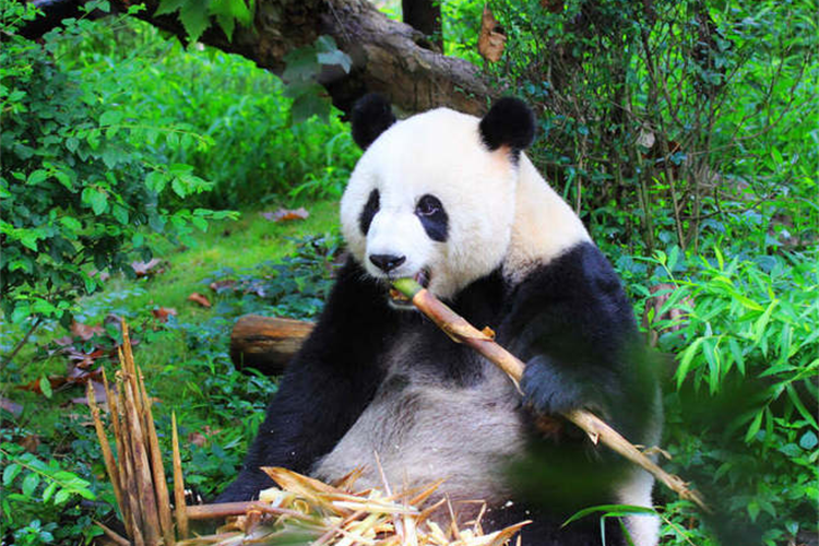 康辉旅游网<必发>广州往返重庆入成都出、武隆天坑、仙女山、都江堰、熊猫基地纯玩三动5天