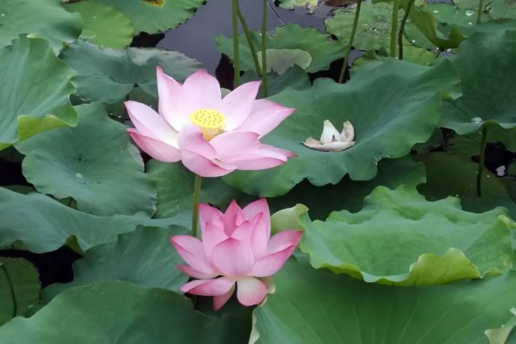 康辉旅游网<精品游小包团20人以下>北海公园+恭王府+什刹海+老北京胡同+三轮车体验一日游