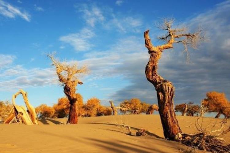 康辉旅游网<南疆胡杨>广州往返卡拉库里湖、喀什、温宿大峡谷、胡杨林、天池3飞8天（0自费）