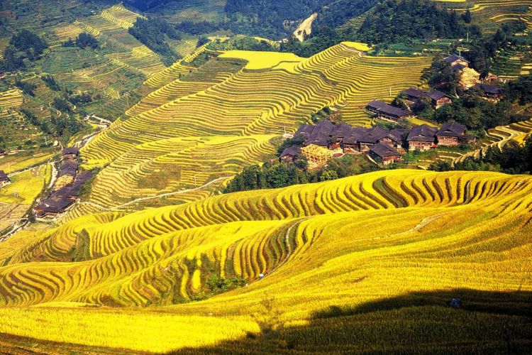 康辉旅游网<金秋黔东南>广州往返肇兴侗寨、岜沙苗寨、堂安梯田双动纯玩三天