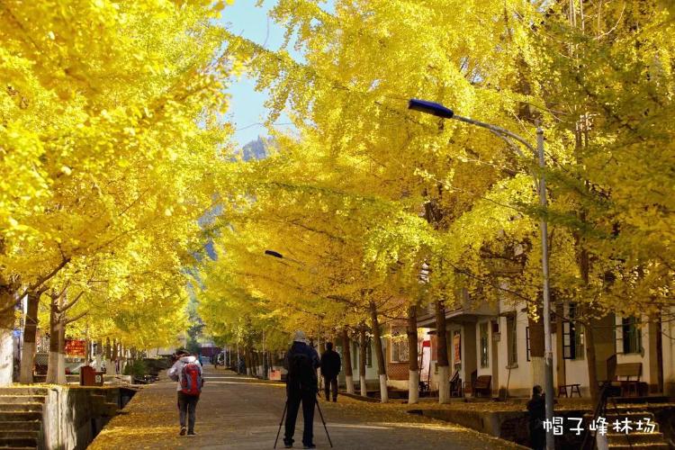 康辉旅游网<杏福郴州>广州往返 南雄帽子峰林场-观银杏 高椅岭 船游东江湖高铁3天