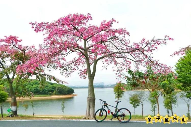 康辉旅游网<烟雨松湖>广州往返东莞养生纯玩美食一天游