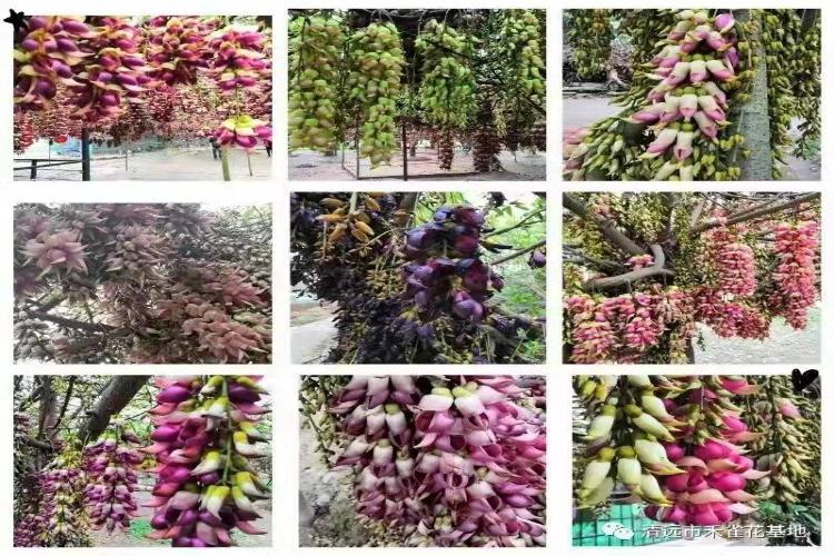 康辉旅游网<特惠广州><花红柳绿>往返清远黄腾十八瀑、马头山观三角梅、笔架山大瀑布2天