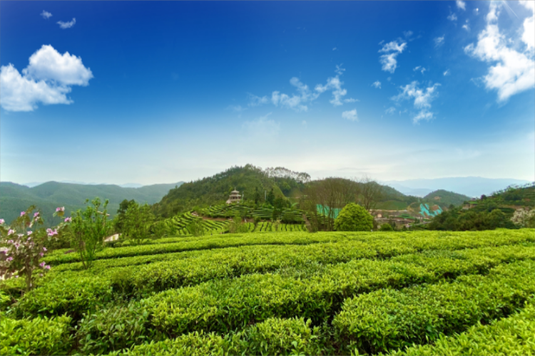 康辉旅游网自营【 乡村振兴】博罗柏塘古榄园茶园 增城莲塘荷色 品特色农家菜 纯玩1天游