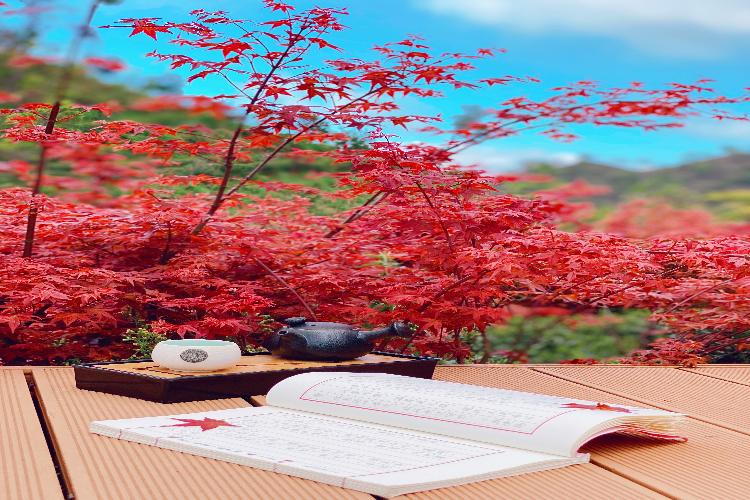 康辉旅游网广州往返韶关新丰岭南红叶世界打卡高山茶园，赏春枫纯玩1天