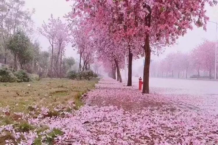 康辉旅游网<寻花问柳>广西恭城、柳州柳侯公园、紫荆花大道、阳朔、南溪山、侗王夜宴动车4天