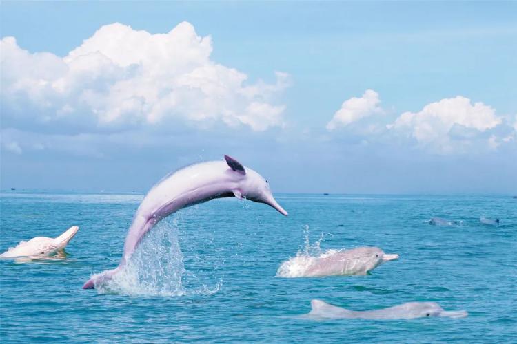 康辉旅游网<经典>广州往返海豚湾之恋三娘湾、十万大山布透温泉、左江斜塔动车4天