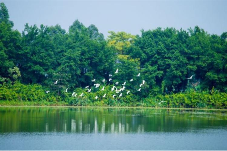 康辉旅游网<特惠游>邂逅肇庆“小鸟天堂”&“鼓浪屿”休闲美食1天