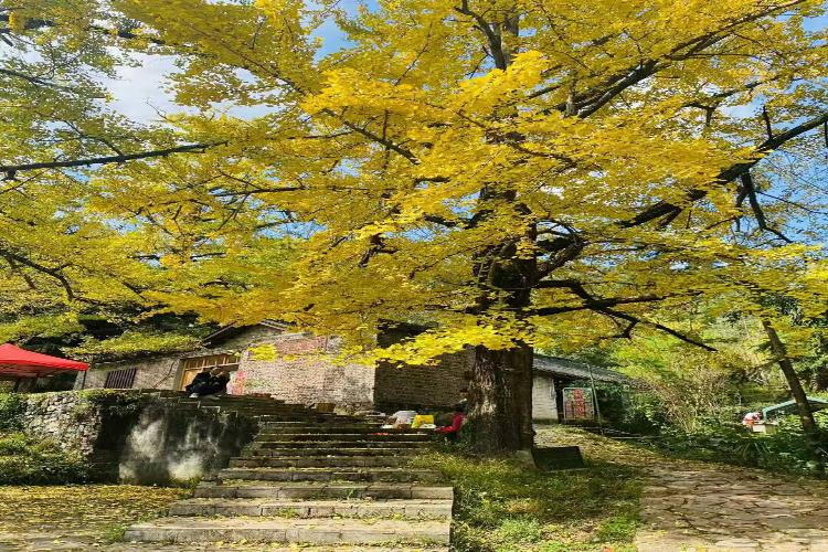 康辉旅游网<经典>T广州出发贵州银杏草原妥乐银杏村+乌蒙大草原+牂牁江游船+夜郎谷双动5天