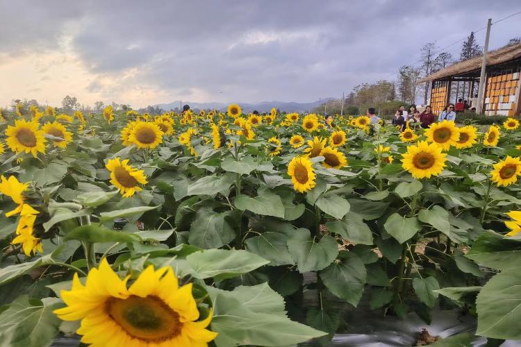 康辉旅游网<特惠游>广州往返-【赏花·生态】东莞花花世界&粤晖园 纯玩1天