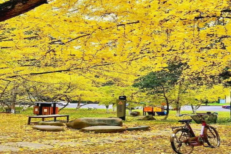 康辉旅游网【金秋粤北·秋天童话】广州往返英德广德园+韶关秋天童话~南雄帽子峰银杏林行摄3天