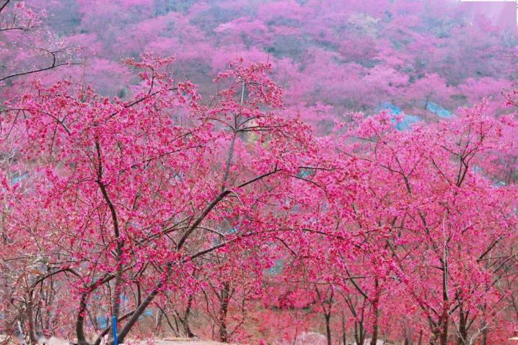康辉旅游网<福建.遇见樱花>广州往返永定土楼、永福樱花、古田、泉州、漳州、温泉酒店动车4天
