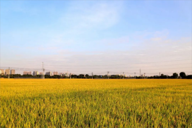 康辉旅游网<特惠游>广州往返-中山东莞秋色度假2天 季节限定