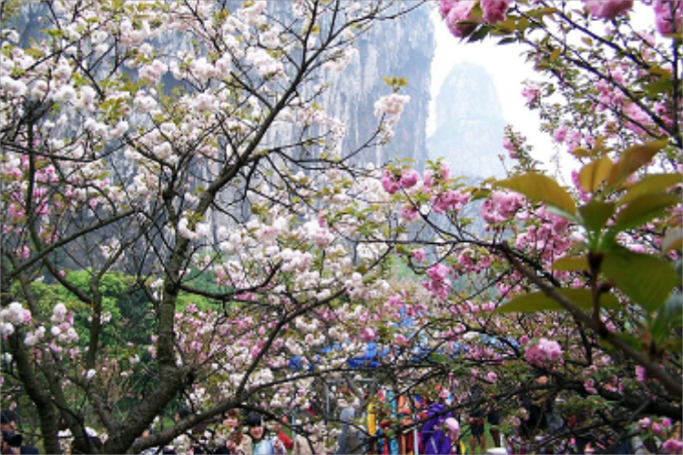 康辉旅游网广州往返，崀漫繁花 贺街李花+贺州文庙+陶庄山楂园+崀山八角寨+象鼻山动车四天