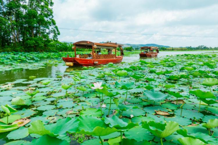 康辉旅游网广州往返鹤山古劳水乡游船、赏花、4A大雁山纯玩1天