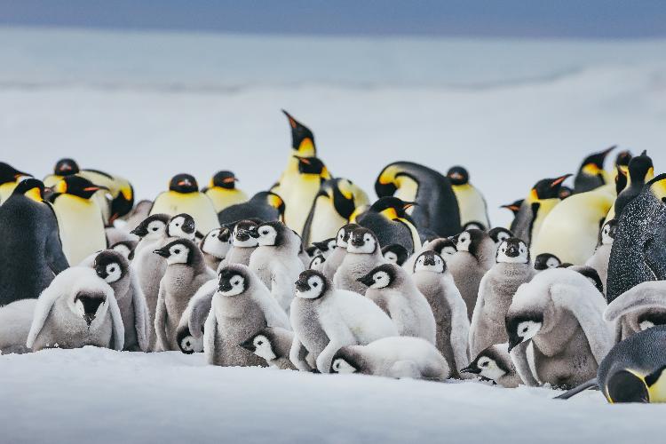 康辉旅游网南极三岛深度，走南极行程1‰的小众深度游，帝企鹅&王企鹅&小企鹅摄影-直升机摆渡