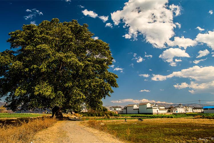 康辉旅游网潮汕出发-昆大丽双双飞双动6天5晚快乐跟团游<格桑花开>