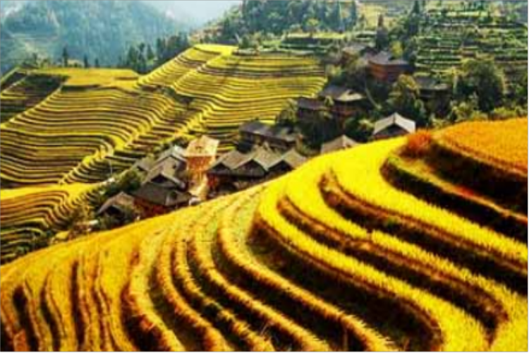 康辉旅游网<特惠>秋收龙脊 平安寨梯田+金坑大寨+水韵黎家竹筏+蝴蝶泉纯玩动车3天