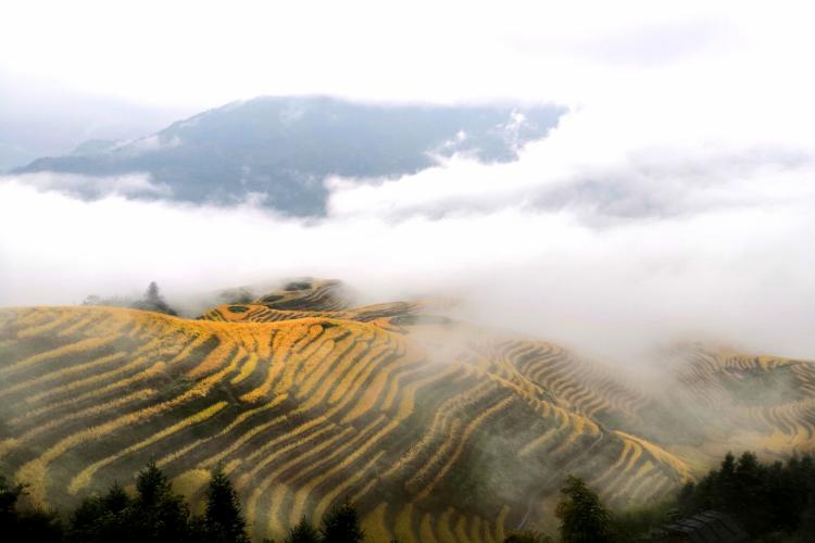 康辉旅游网广州往返广西  醉美龙脊 龙脊双梯田+漓江竹筏游+黄姚古镇动车3天
