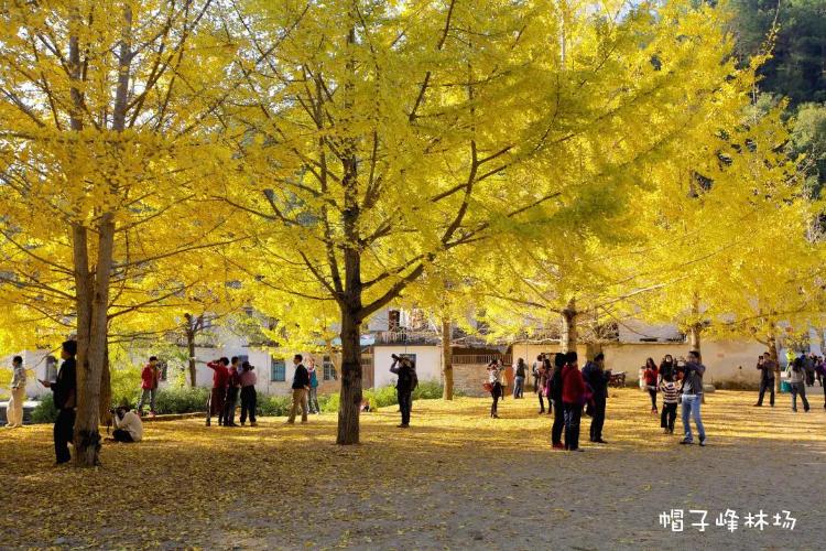 康辉旅游网<潇洒行>广州往返韶关乳源丽宫温泉、秋天童话南雄帽子峰银杏纯玩3天