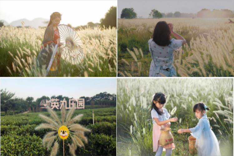 康辉旅游网【赏秋】广州往返清远英德原生态·网红狗尾草·打卡英九庄园纯玩1天