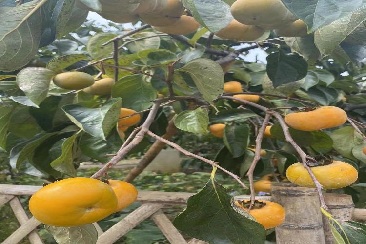 康辉旅游网<经典万柿胜意>广州往返黄姚古镇、恭城月柿节、兴坪漓江、荔江湾、篝火晚会动车3天