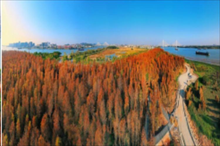 康辉旅游网【乘车体验黄茅海跨海通道】江门格桑花、水杉林纯玩1天