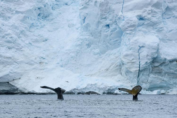 康辉旅游网【庞洛五星邮轮】南极三岛+阿根廷+乌拉圭+巴西+智利+秘鲁摄影之旅42天