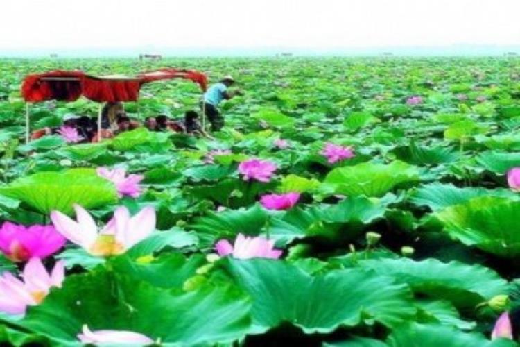康辉旅游网<特惠游>【季节·限定】南社古村落&赏荷花 东莞纯玩1天