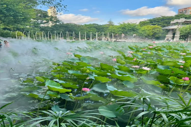 康辉旅游网佛山荷花岛+“岭南四大园林”梁园纯玩1天