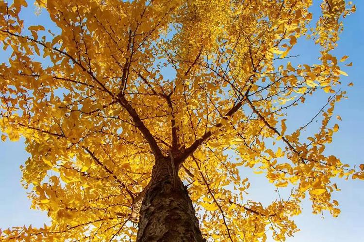 康辉旅游网<经典>广州往返·玩转陕西 西安兵马俑.云丘山.延安.壶口.雨岔大峡谷 双高7天