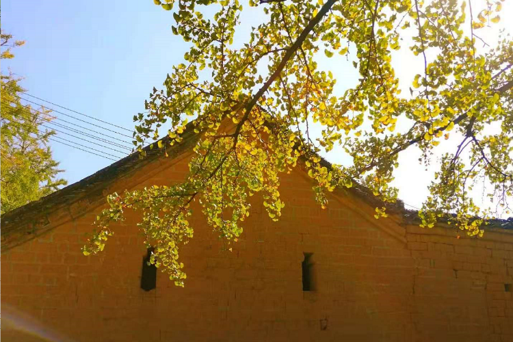 康辉旅游网<经典纯惠杏柿>广州往返恭城红岩柿子、海洋乡银杏、十里画廊、兴坪古镇动车3天