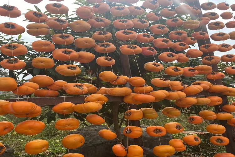 康辉旅游网<经典-ZM漓境度假遇上香格里拉>广西恭城月柿节+海洋银杏+象鼻山纯玩动车3天